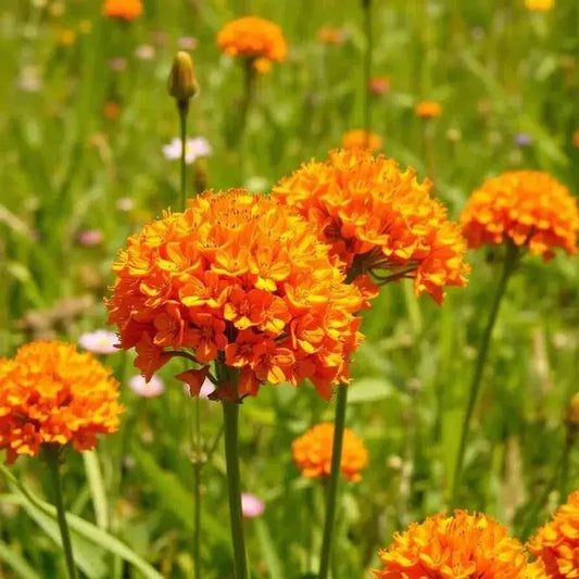 Butterfly Weed Seeds – Orange Milkweed - Seed World