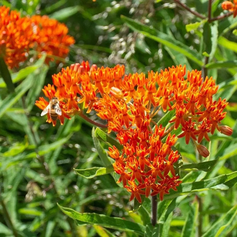 Butterfly Weed Seeds – Orange Milkweed - Seed World