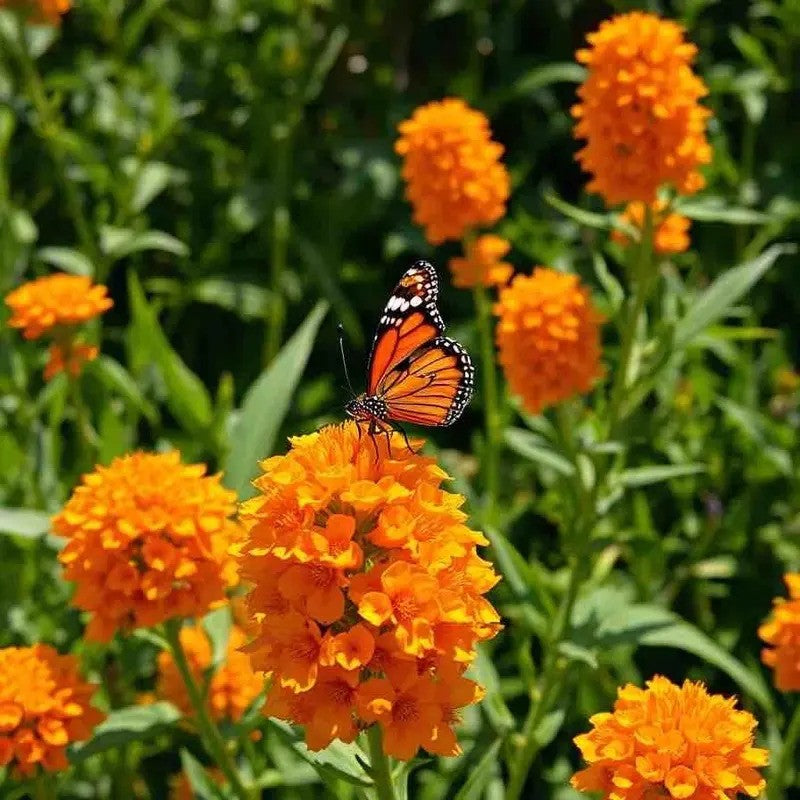 Butterfly Weed Seeds – Orange Milkweed - Seed World