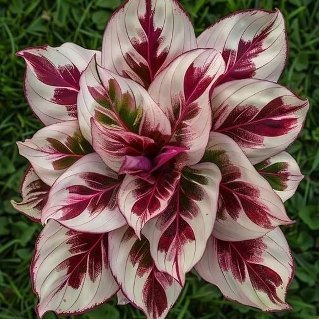 Crimson Burst Calathea with bold red and cream foliage