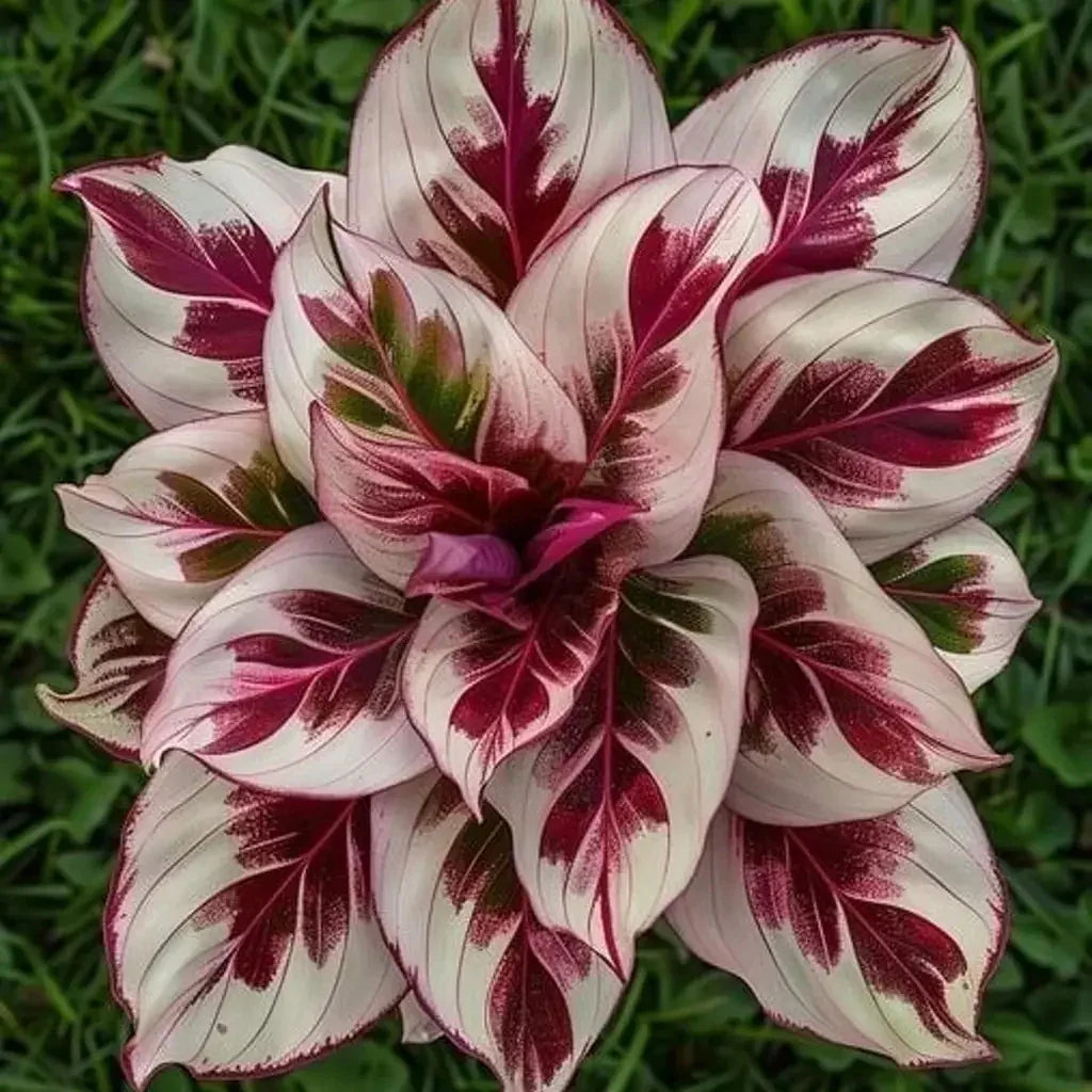 Crimson Burst Calathea with bold red and cream foliage