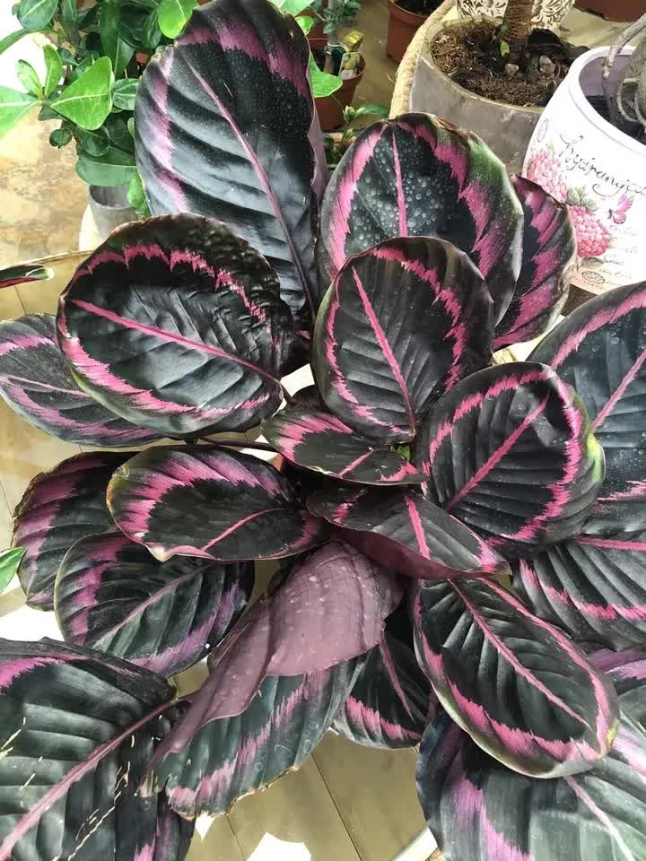 Dark green Calathea leaves with pink edges