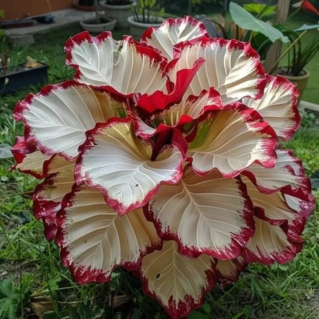 Fiery red and cream Calathea with ruffled leaves