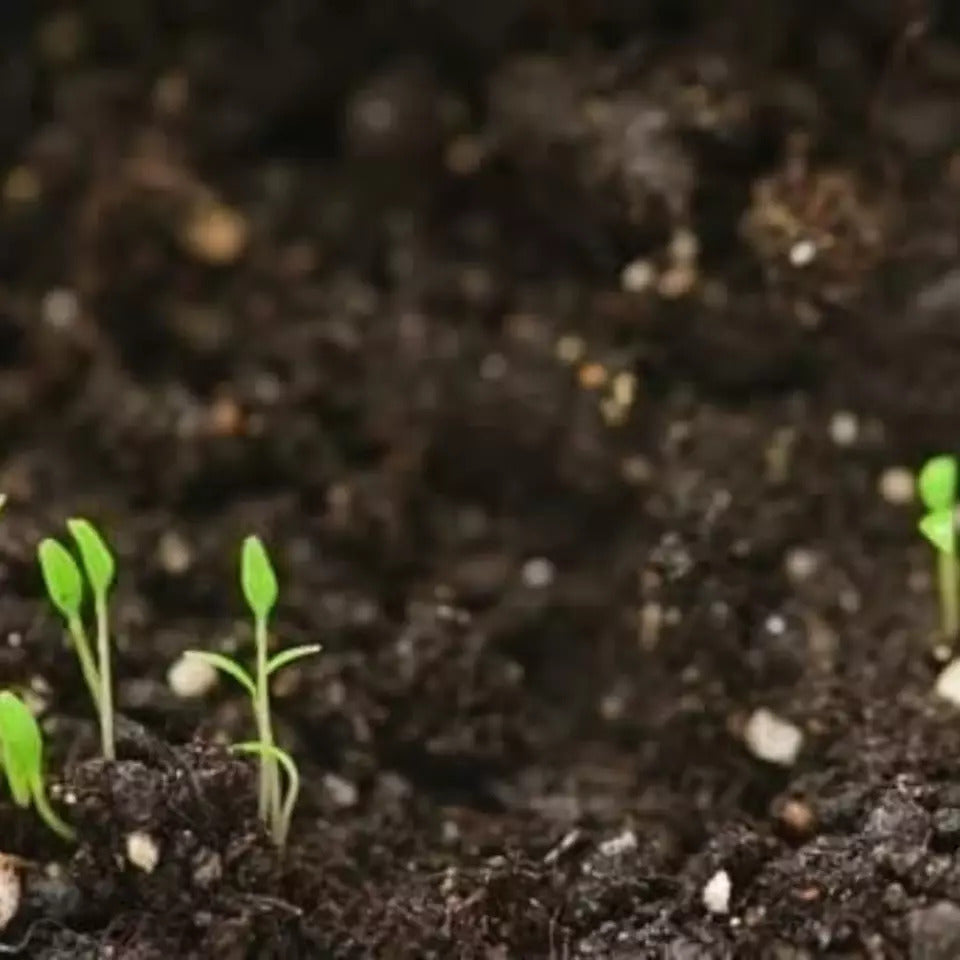 Calathea Couture seeds sprouting in moist soil