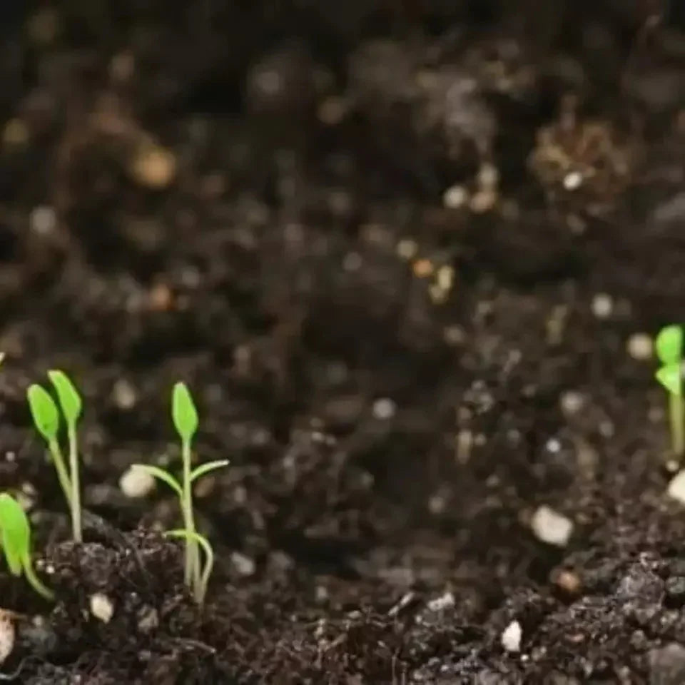 Calathea Couture seeds sprouting in moist soil