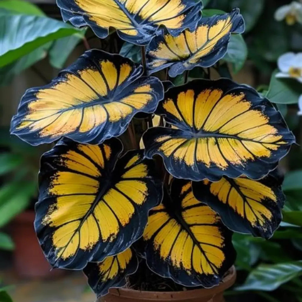 Unique Calathea with yellow vein mosaic pattern