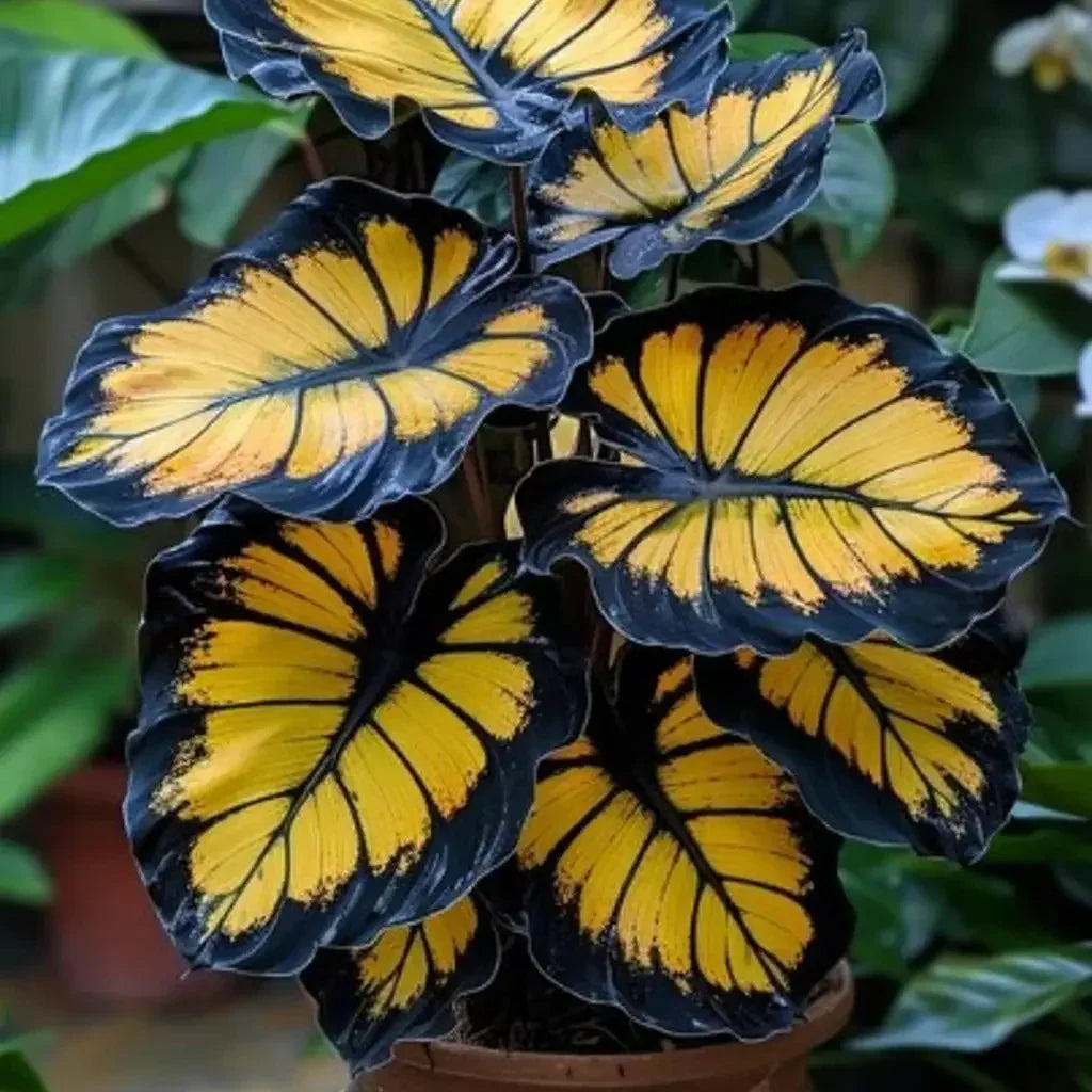 Unique Calathea with yellow vein mosaic pattern