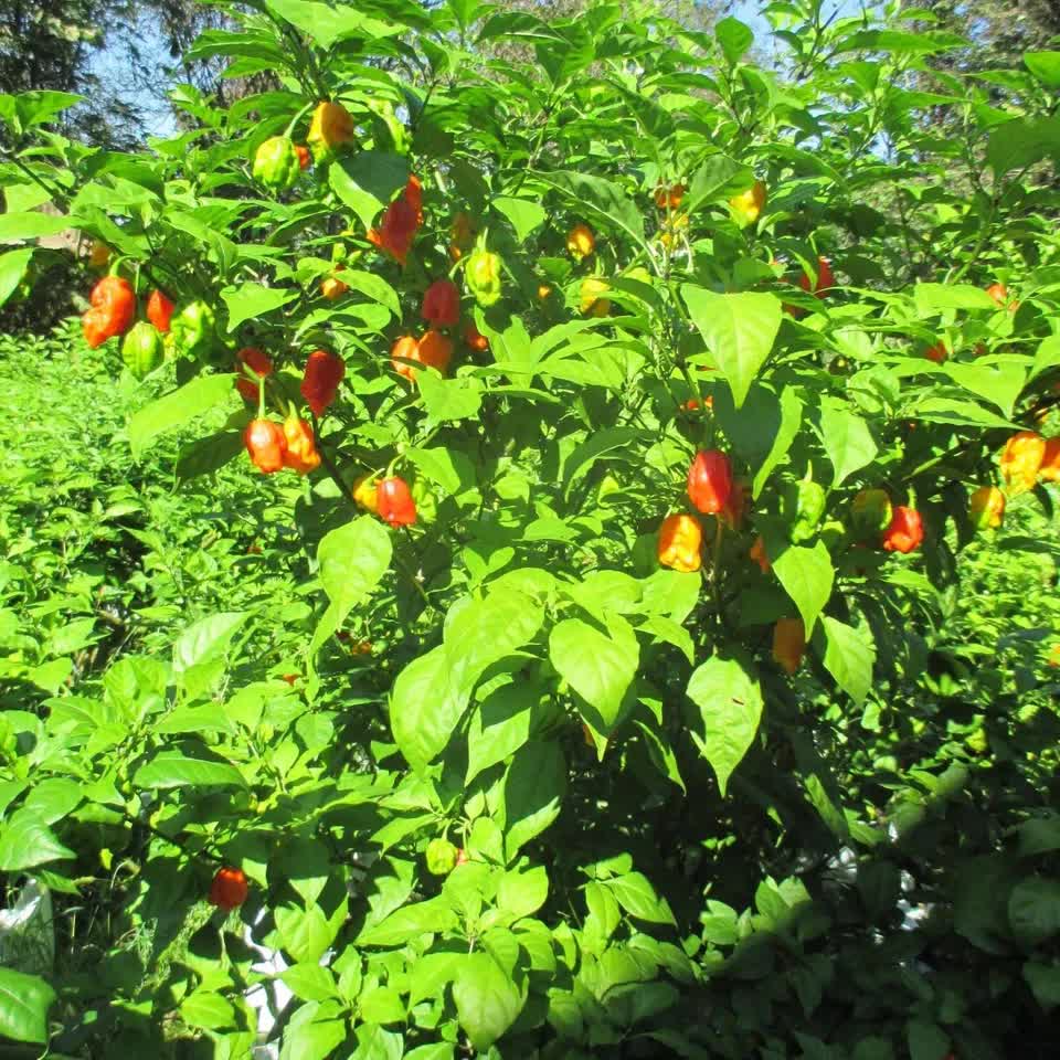 Carolina Reaper Pepper Live Plants Lot of 3 (75+ Days Old)