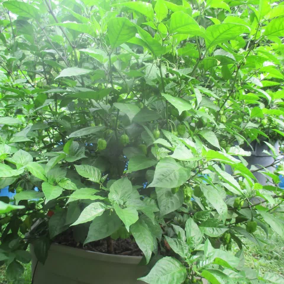 Carolina Reaper Pepper Live Plants Lot of 3 (75+ Days Old)