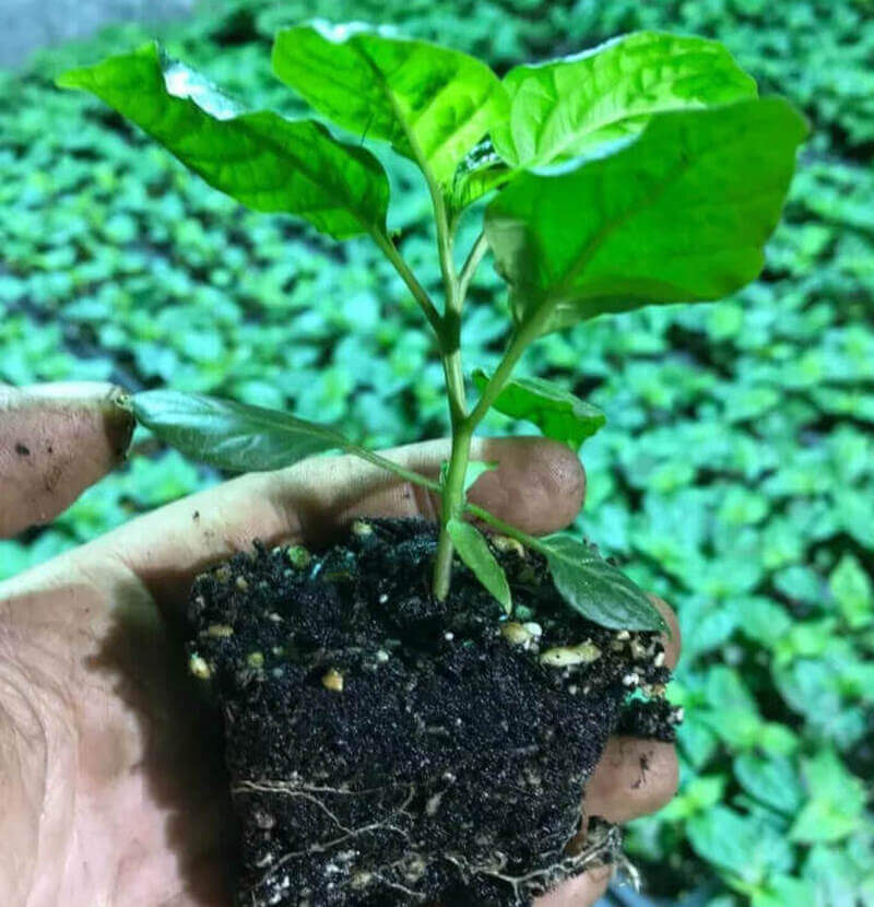 Carolina Reaper Pepper Live Plants Lot of 3 (75+ Days Old)