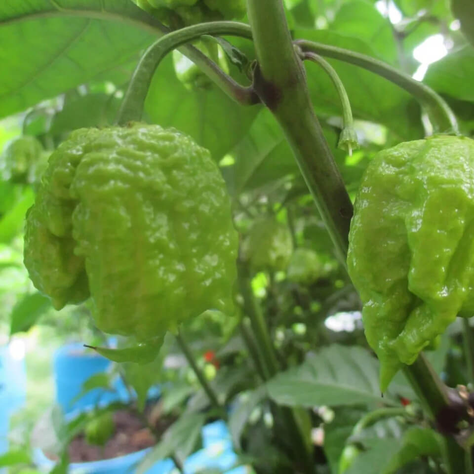 Carolina Reaper Pepper Live Plants Lot of 3 (75+ Days Old)