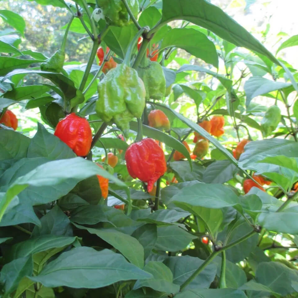 Carolina Reaper Pepper Live Plants Lot of 3 (75+ Days Old)