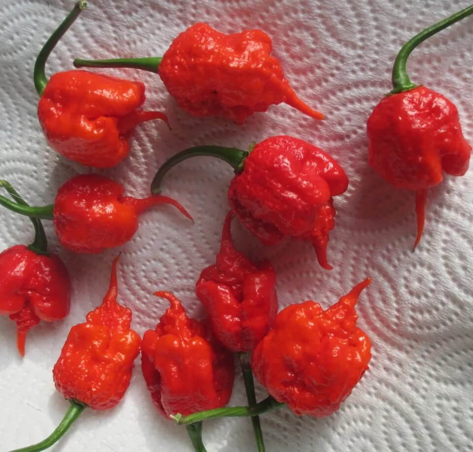 Carolina Reaper Pepper Live Plants Lot of 3 (75+ Days Old)