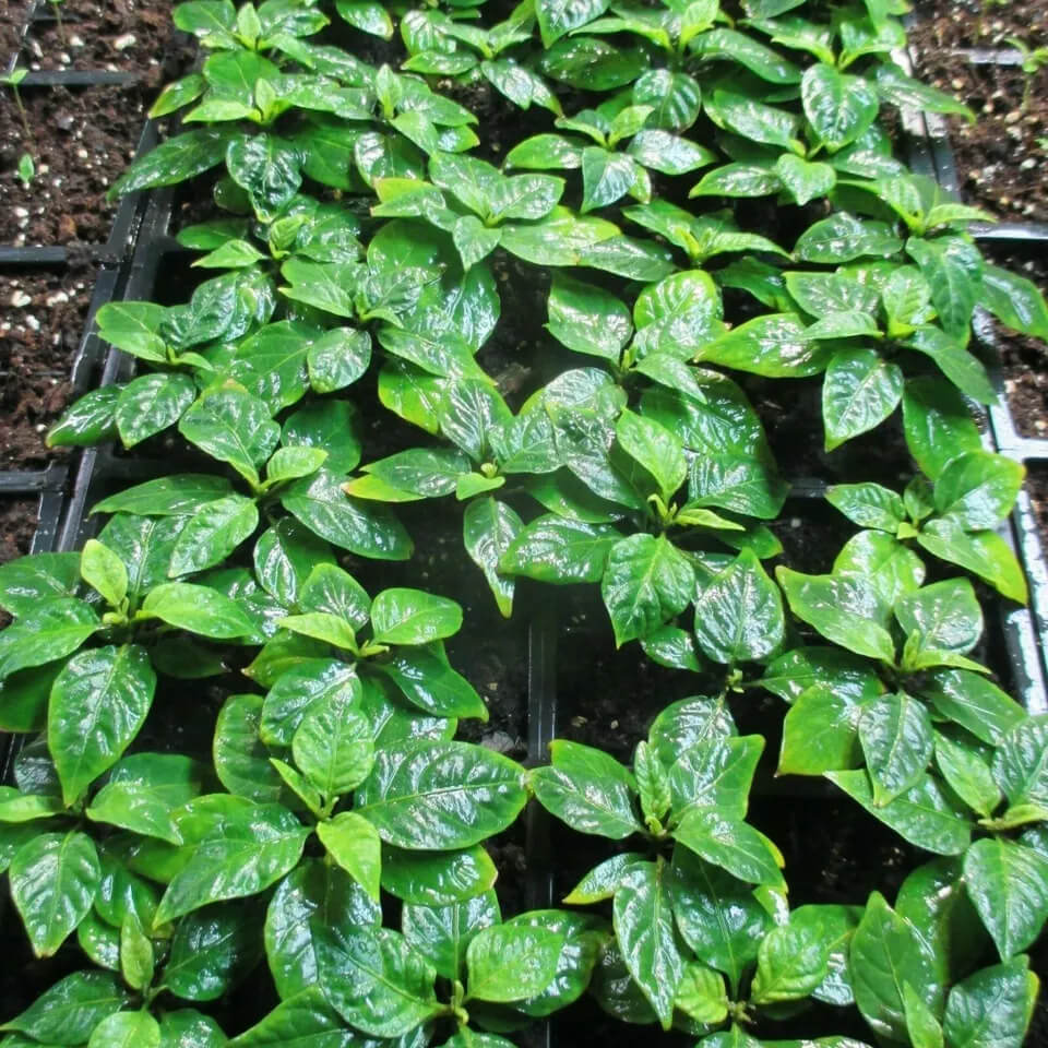 Carolina Reaper Pepper Live Plants Lot of 3 (75+ Days Old)