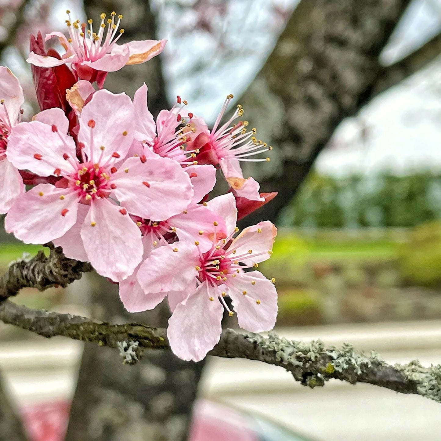 Cherry Blossom Seeds - Sakura Bonsai Tree - Seed World