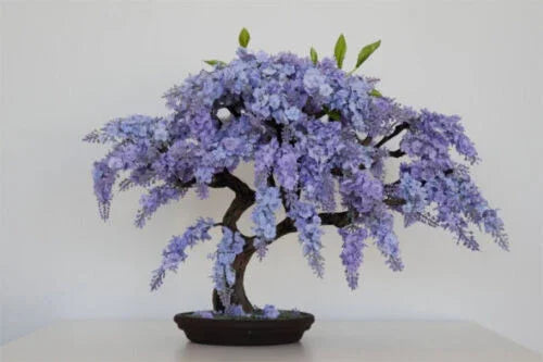 Cherry Blossom Seeds - Sakura Bonsai Tree - Seed World
