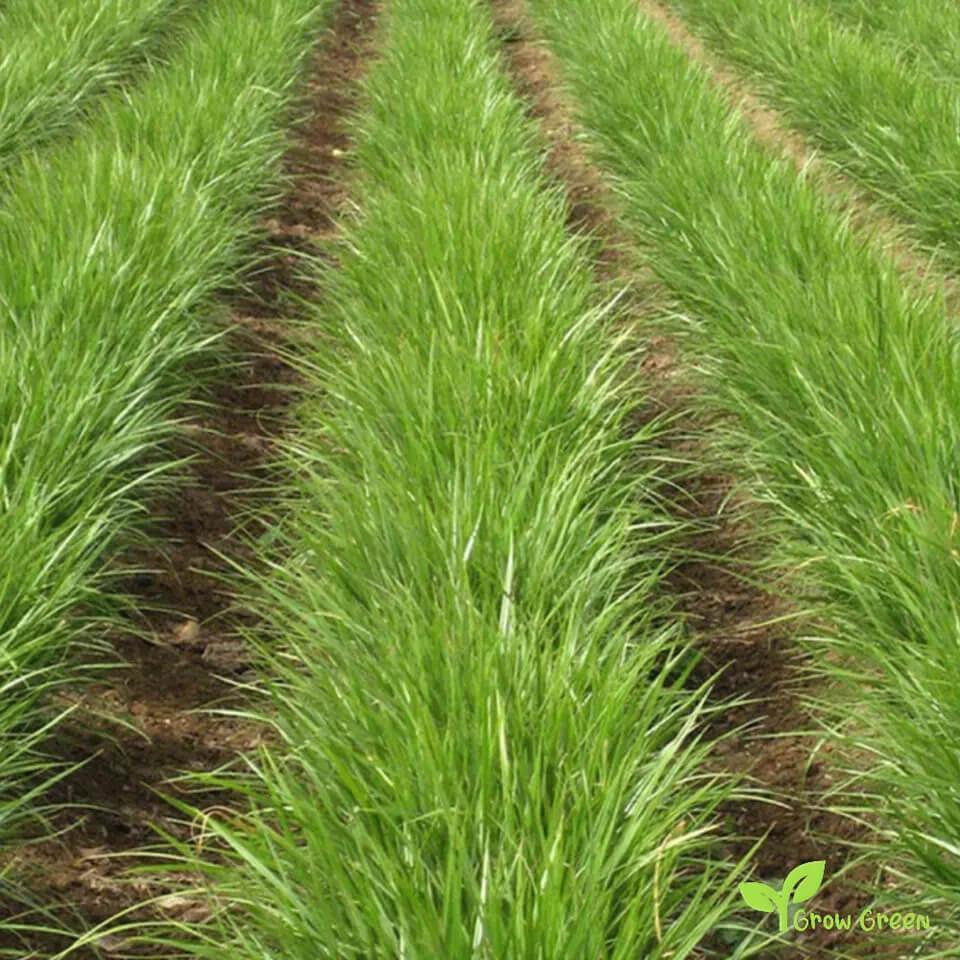 Chufa Seeds - 1 lb. - Seed World