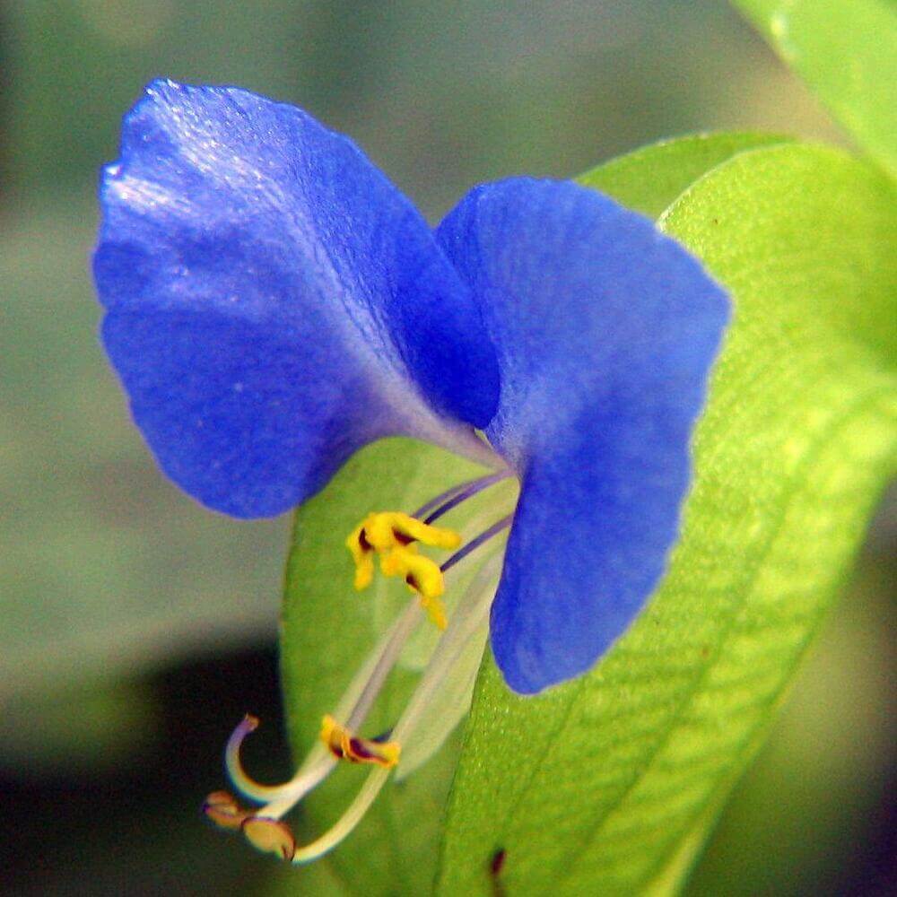 Close-up of bright blue Commelina flower with yellow stamens