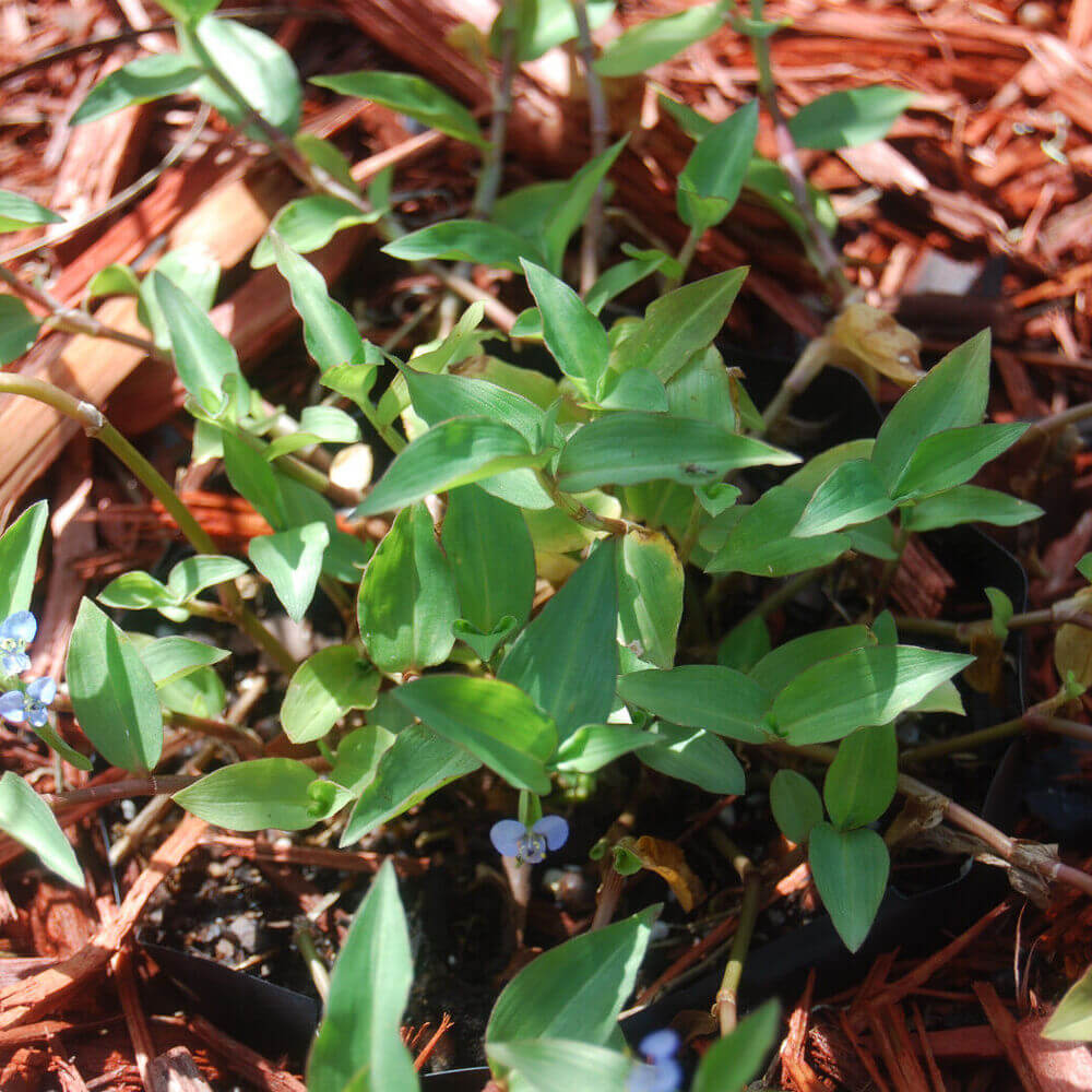 Fresh Wandering Jew cuttings placed on mulch, ready to root