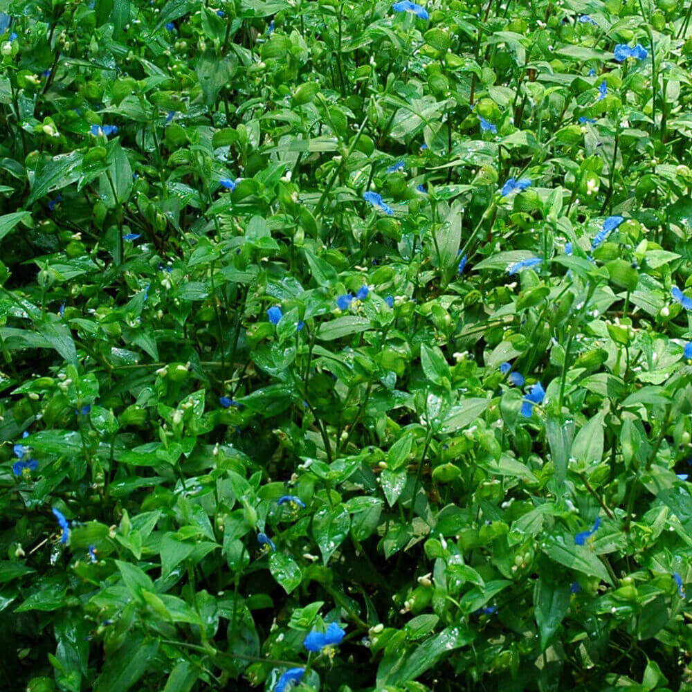 Dense patch of Wandering Jew (Commelina) with blue flowers