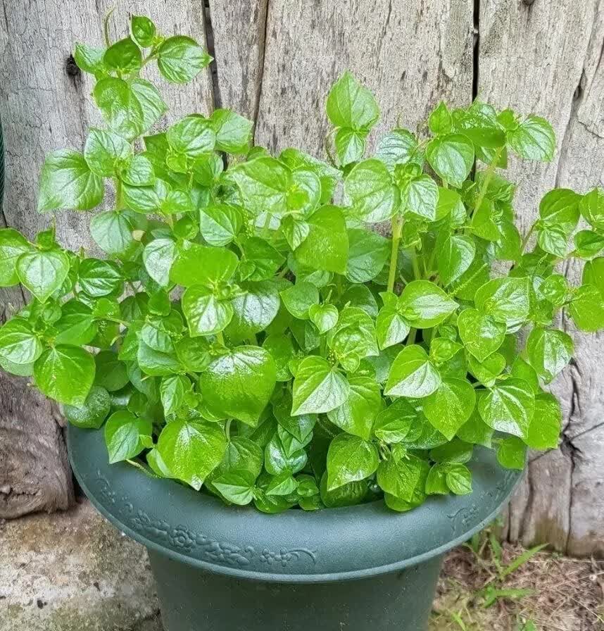 1000 Crab Claw Seeds