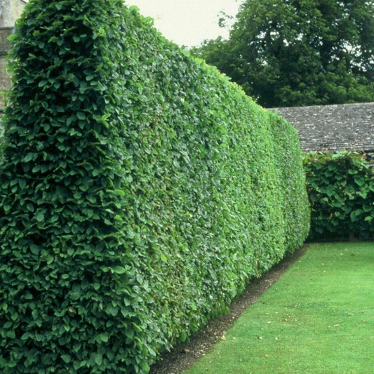 20 Privet (Ligustrum vulgare) Hedge Seeds β Fast-Growing Privacy Shrub - Seed World
