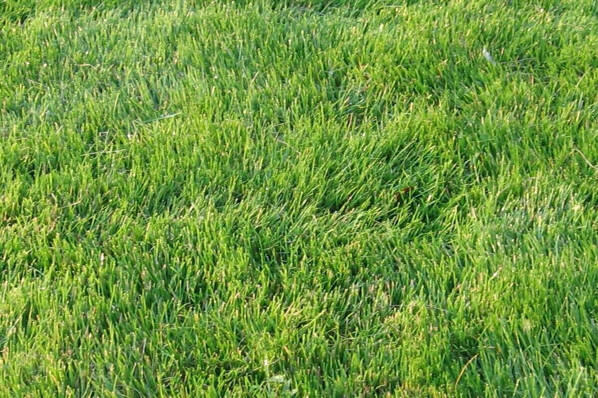 Emerald zoysia grass
