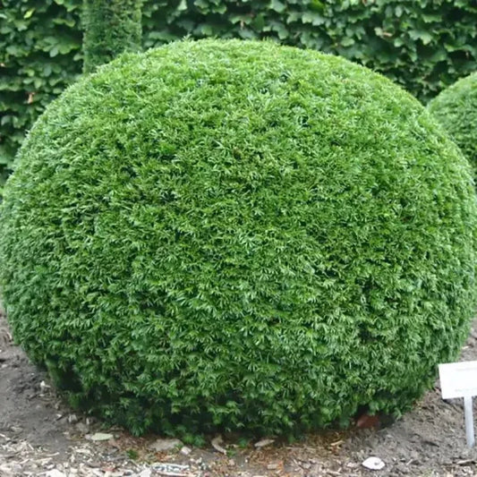 English Yew - Taxus baccata Tree Seeds - Seed World