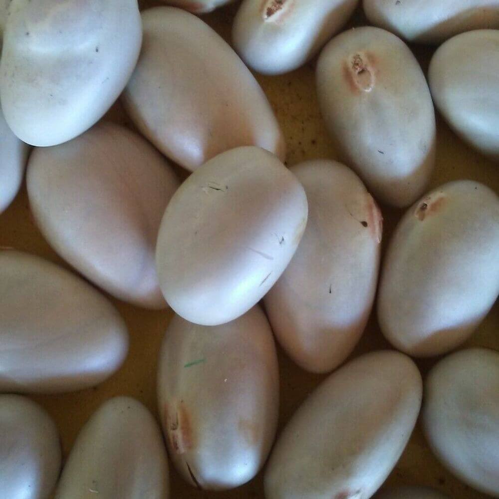 15 Organic Jackfruit Seeds