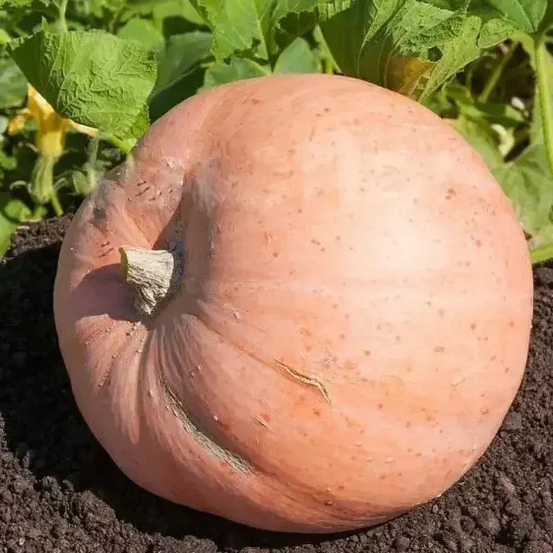 Fairytale Porcelain Doll Pumpkins Seeds - Seed World