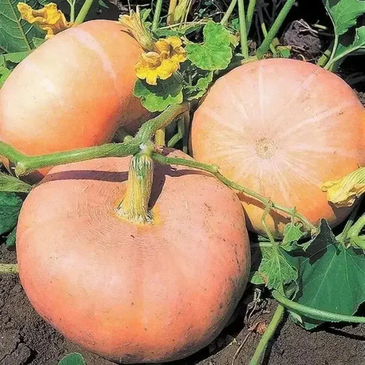 Fairytale Porcelain Doll Pumpkins Seeds - Seed World