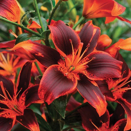 Forever Susan Asiatic Lily Bulb - Seed World