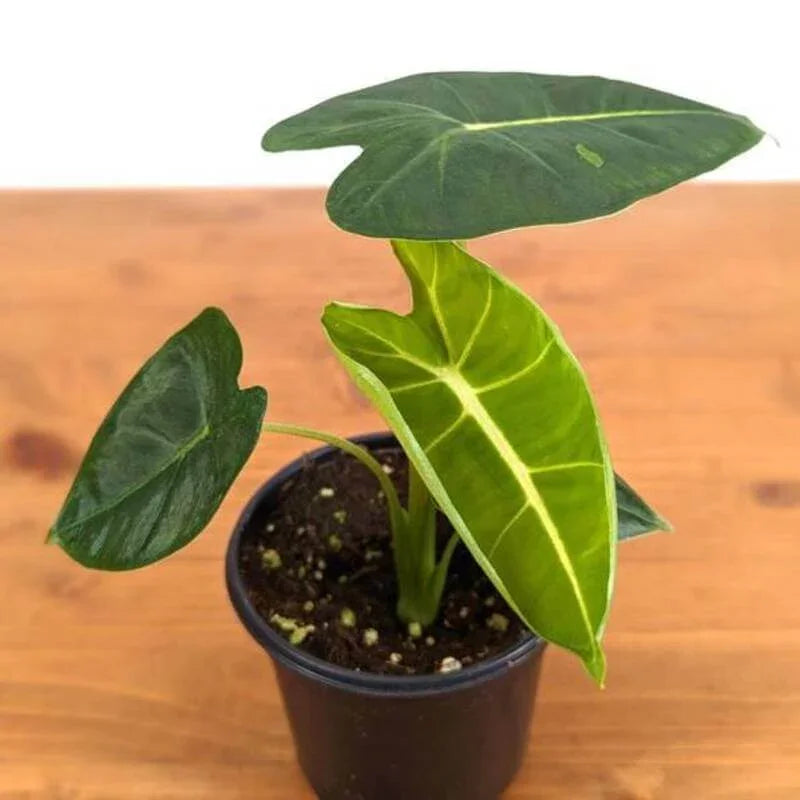 Frydek Elephant Ear – Alocasia micholitziana ‘Frydek’ Live Plant (3" Pot) - Seed World