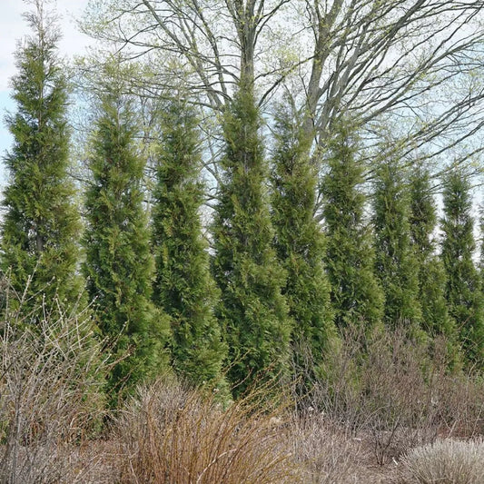 Full Speed A Hedge - American Pillar Arborvitae - 4" Pot - Seed World