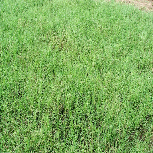 Giant Bermuda Grass Seeds - 1/4 lb. - Seed World