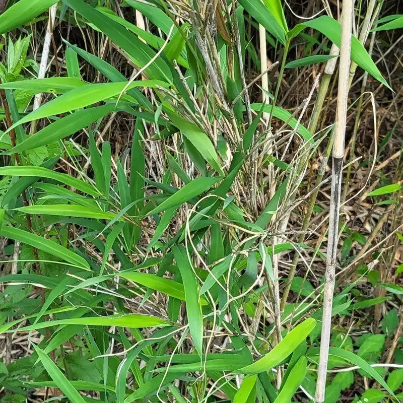 Lush Giant River Cane Bamboo Foliage in Natural Habitat