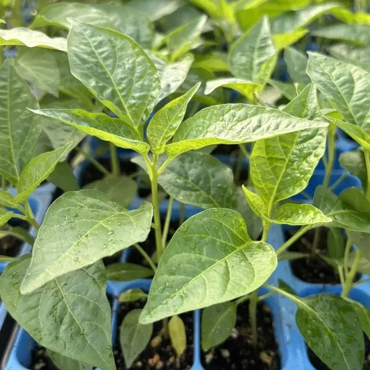 Green Jalapeño Chili – 3 Live Hot Pepper Plants - Seed World