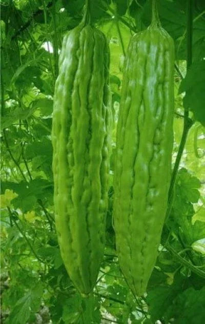 Green Skin Long Bitter Melon Seeds (Ku Gua) – Momordica charantia - Seed World