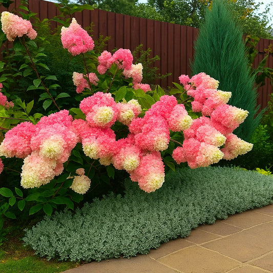Hydrangea Paniculata Flower Seeds – Colorful Hardy Shrubs for Your Garden - Seed World