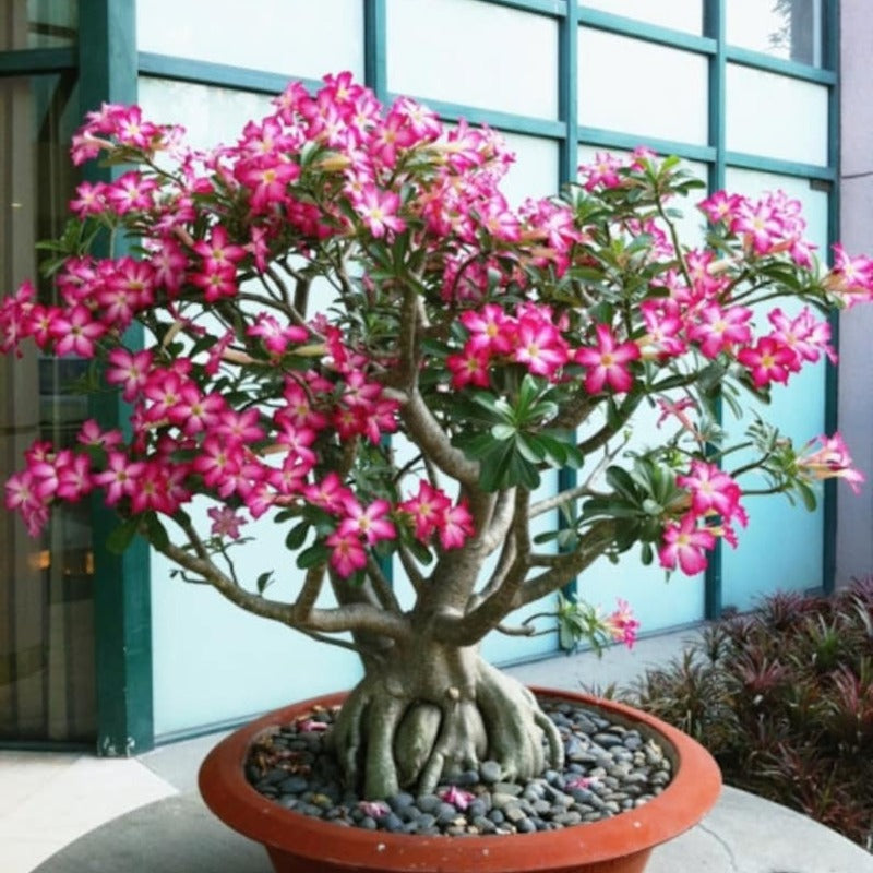 4 Desert Rose Seeds – Adenium Obesum