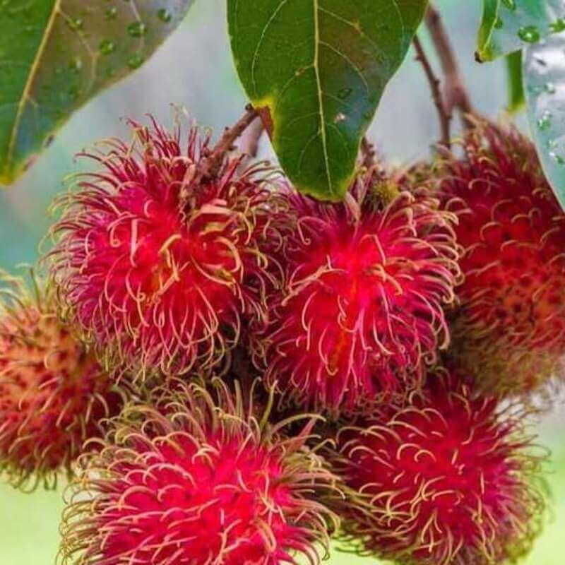 5 Rambutan Seeds