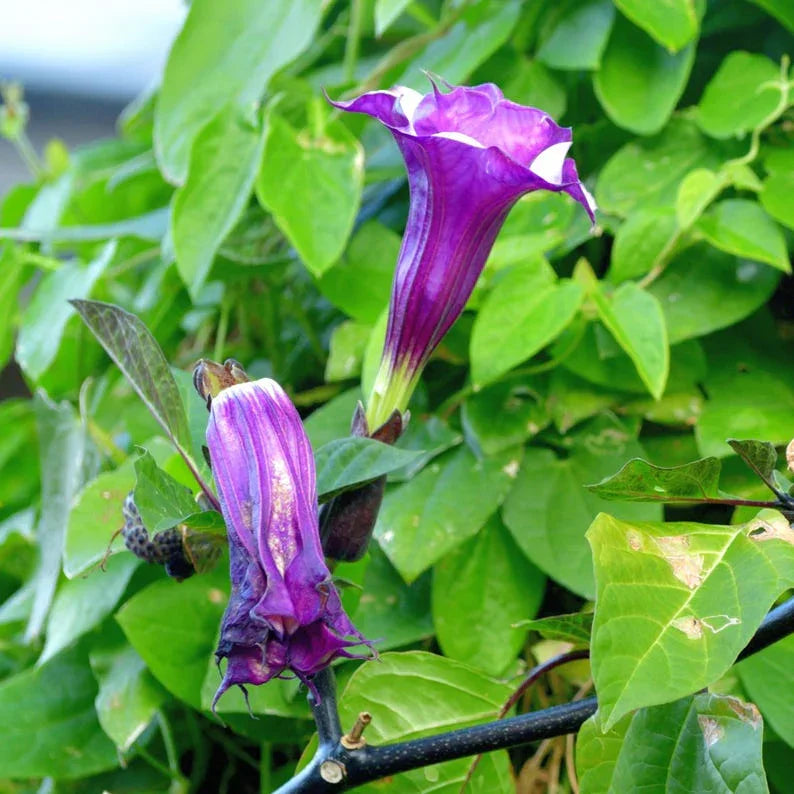 Purple flowers with green leaves in the background