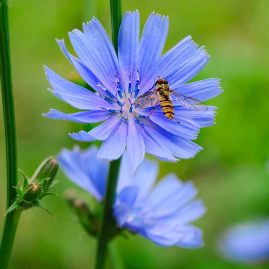 Italian Dandelion Chicory Seeds (NON-GMO)