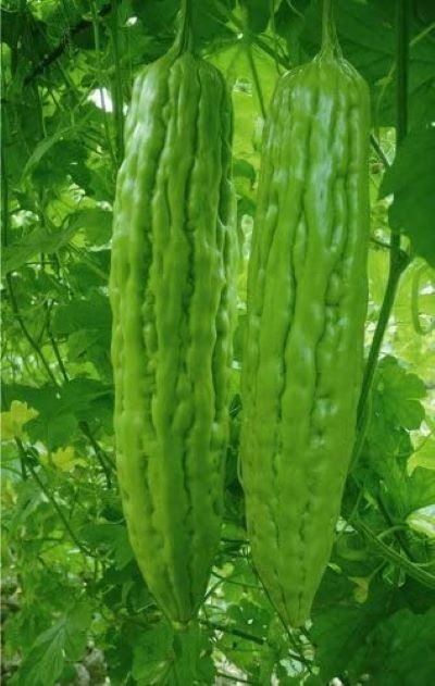 Green Skin Long Bitter Melon Seeds (Ku Gua) – Momordica charantia