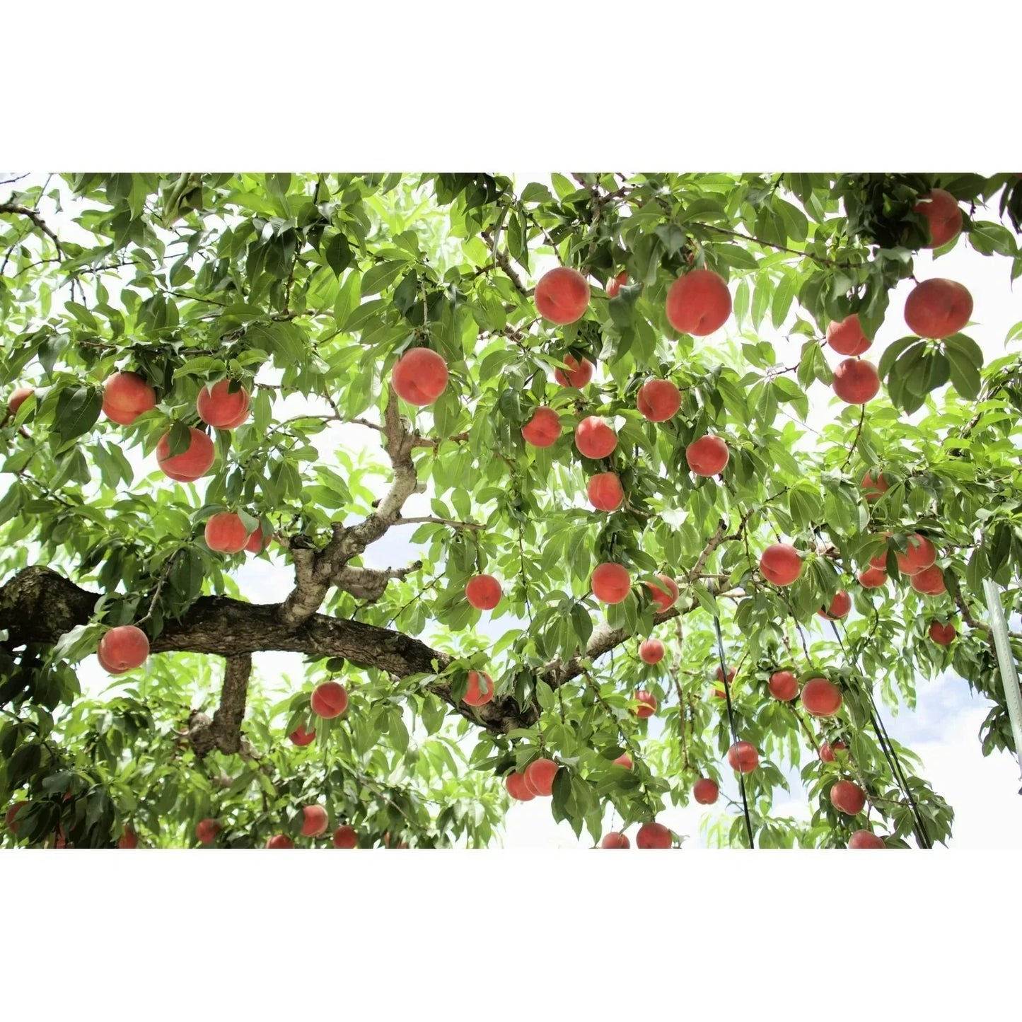 Tree with red fruits against a white background
