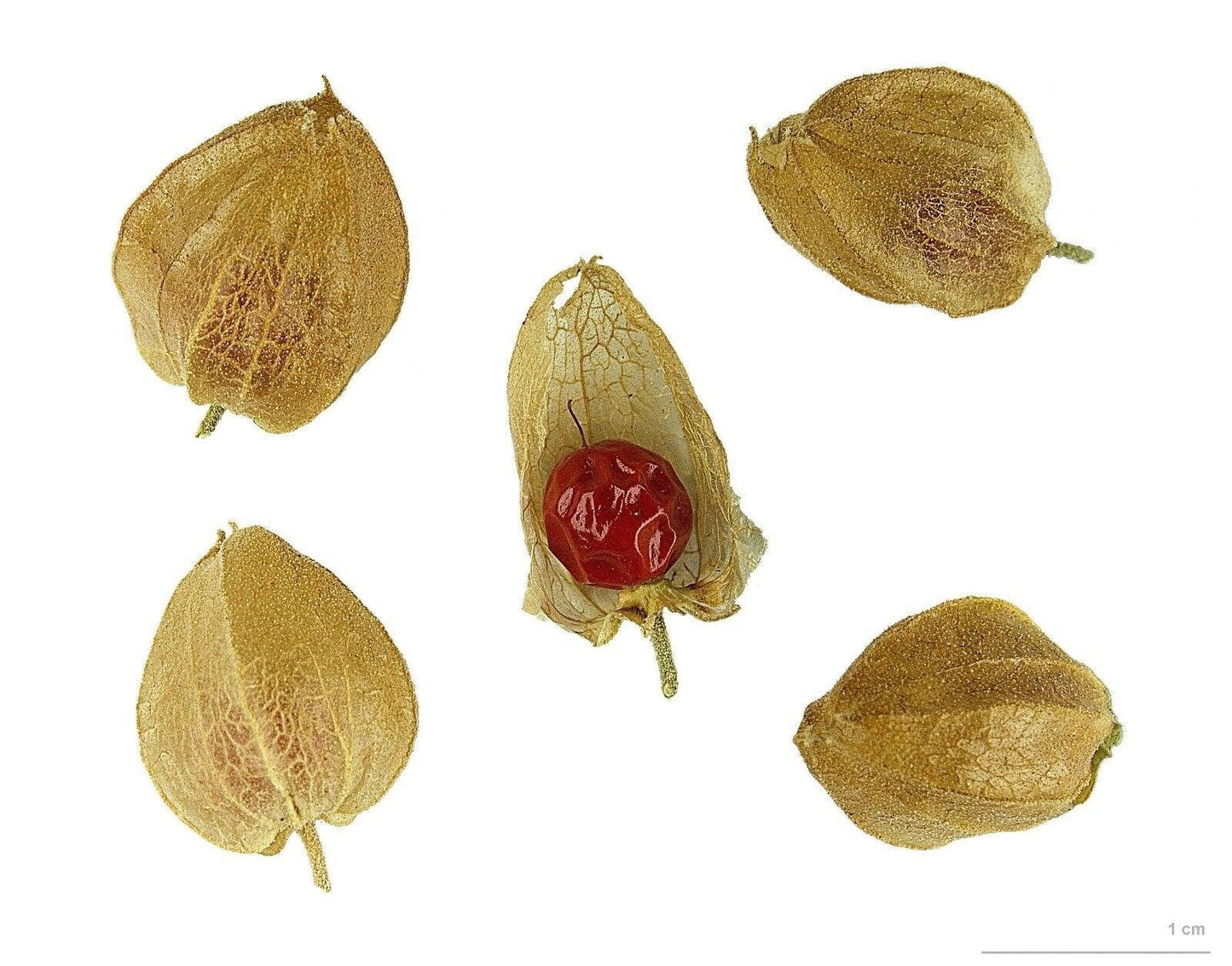 Ashwagandha Seeds (Withania somnifera) – Heirloom, Non-GMO