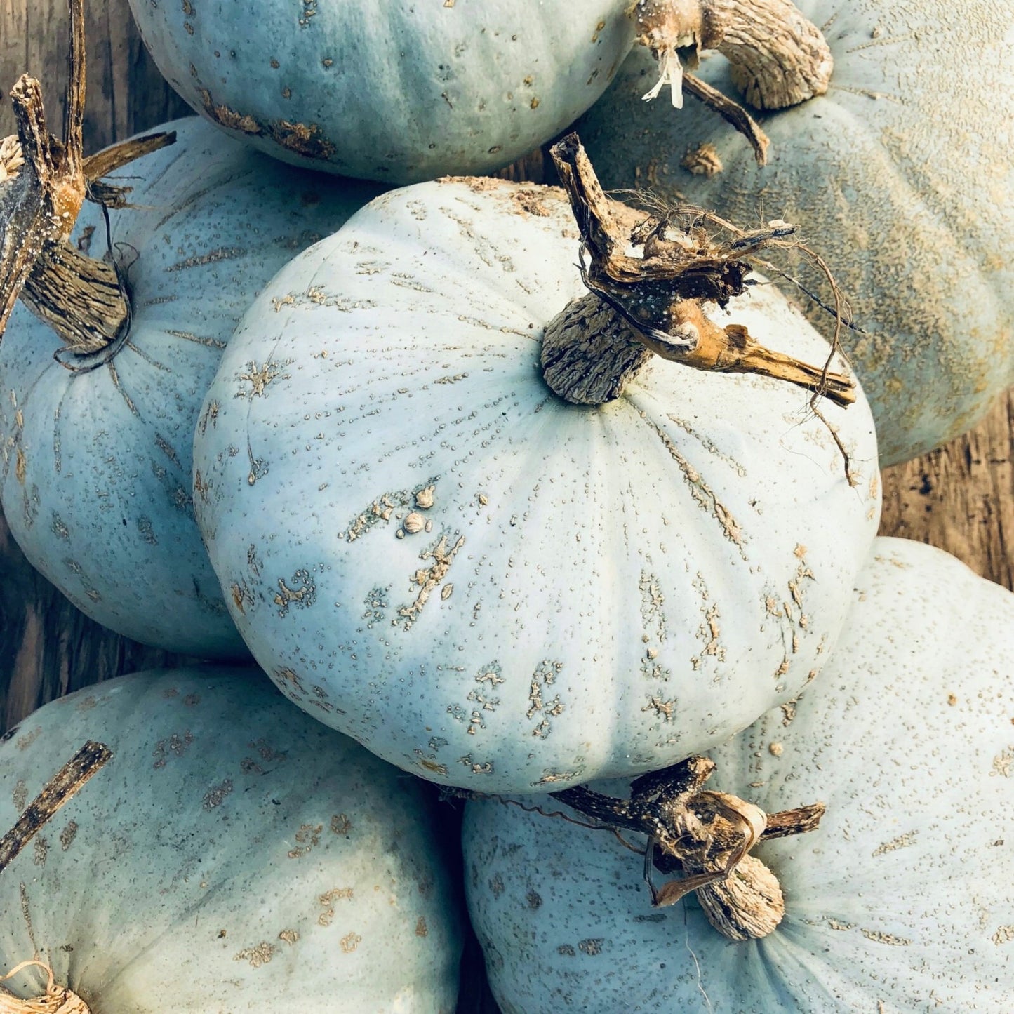 Sweet Meat Winter Squash Seeds