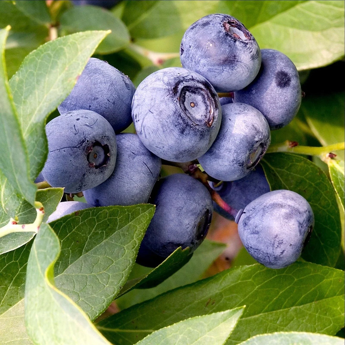 European Blueberry (Bilberry) Vaccinium myrtillus Heirloom Seeds