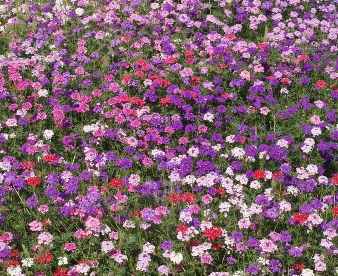 200 Verbena - Mixed Seeds