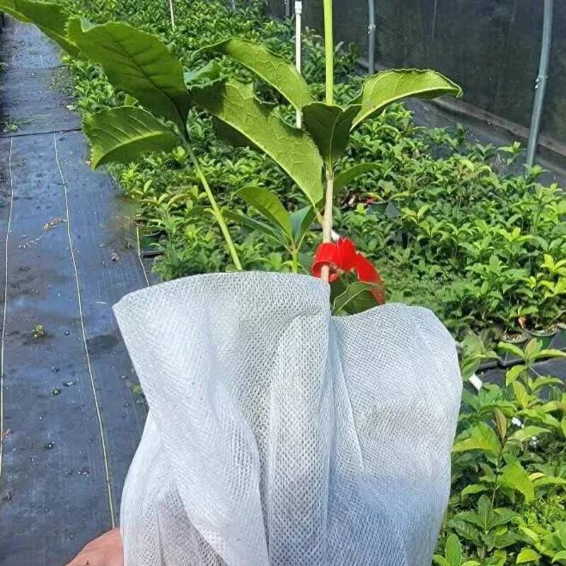 Red Flowering Fragrant Tea Olive Live Plant - 1 Qt.